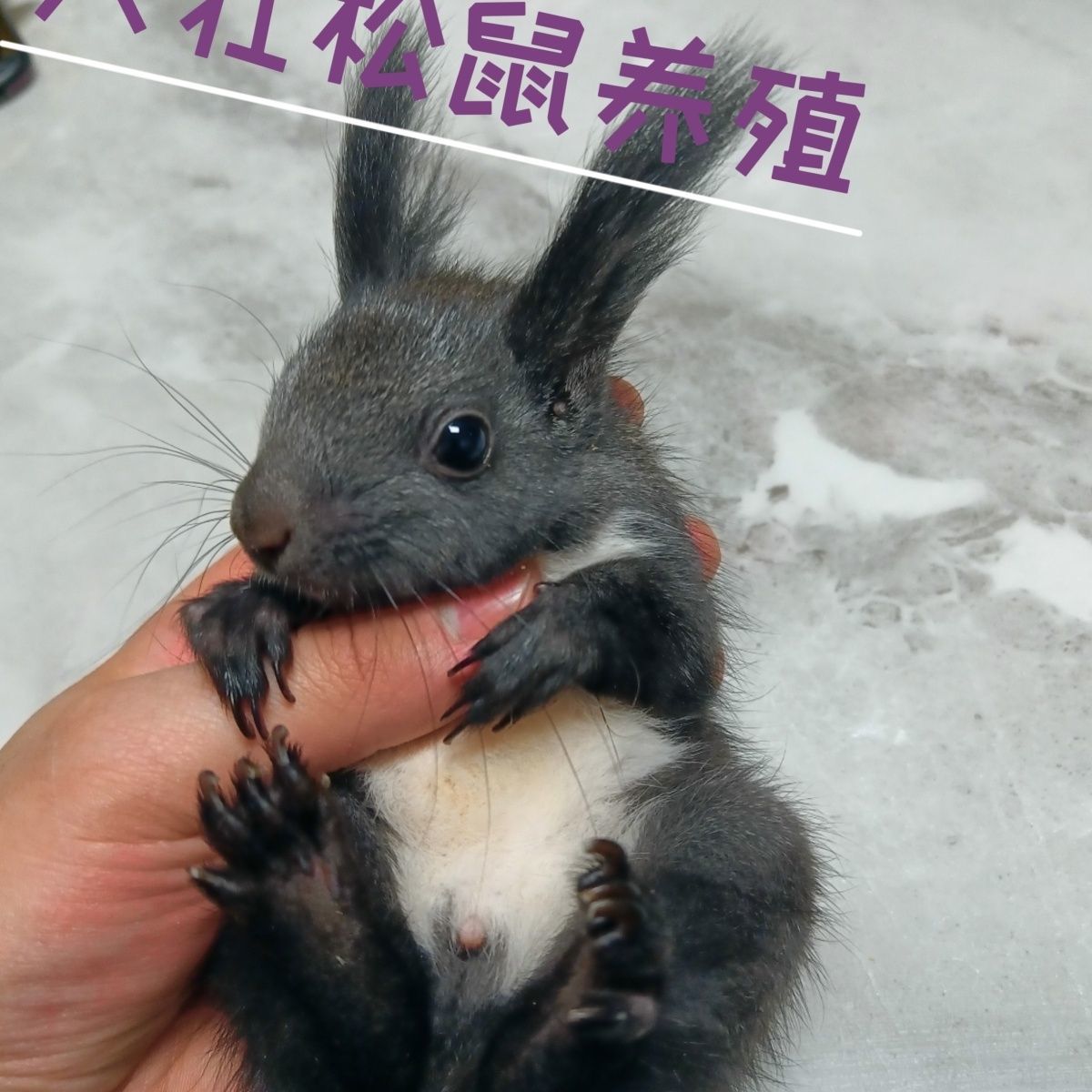 黄山，魔王，红腹，雪地，幼崽都有，公母可以选，包活到家，亲人可爱